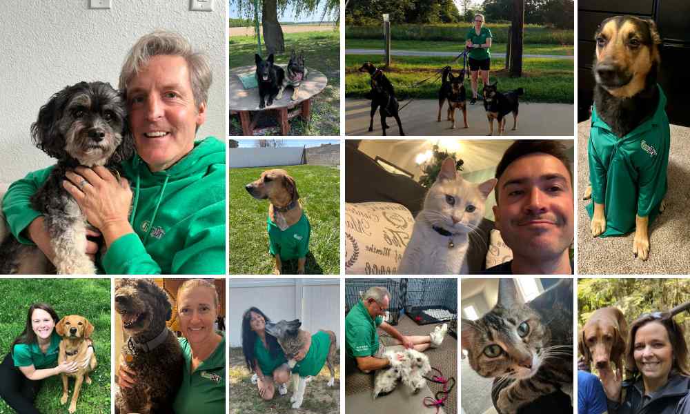 Collage of people, cats and dogs