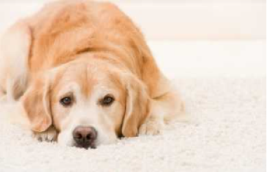 cute dog lying on rug