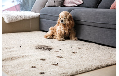 rug cleaning needed after puppy tracks dirt on area rug