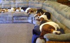 dogs laying on a sofa