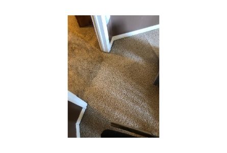 Carpet Cleaning