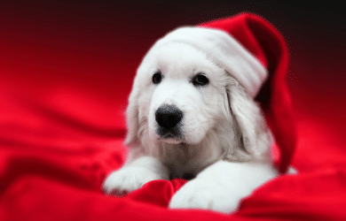puppy in a santa hat