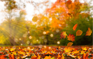 colorful autumn leaves