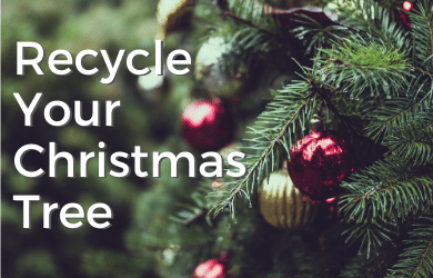 Recycle Your Christmas Tree