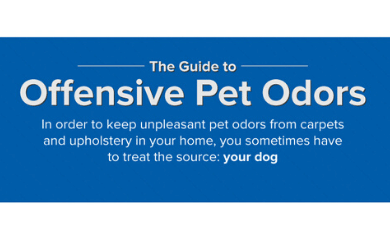 Pet Odors Infographic by Chem-Dry