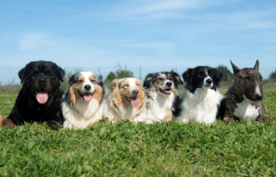 multiple dogs laying in grass