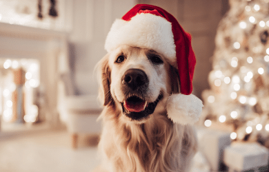 Golden Retriever Dog Wearing a Santa Hat