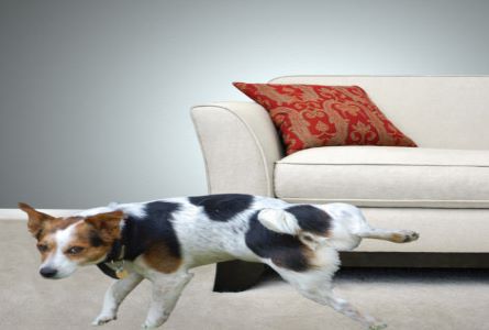 Dog peeing on couch 2