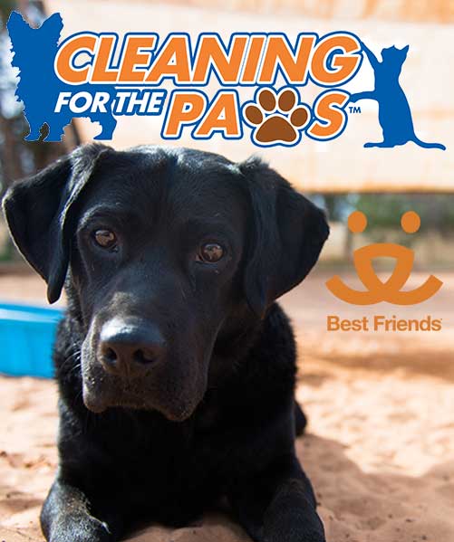 Chem-Dry supports rescue pet adoption through our Cleaning for the PAWS program
