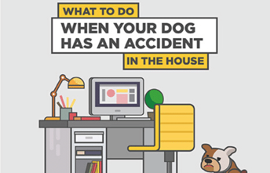 What To Do When Your Dog Has An Accident In The House