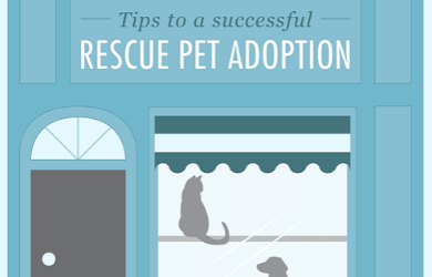 Tips to a Successful Rescue Pet Adoption