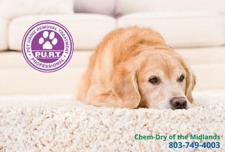 columbia carpet cleaning