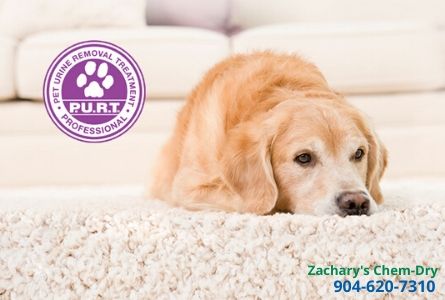 upholstery cleaning jacksonville