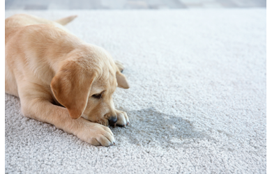 carpet cleaning service removes pet stain