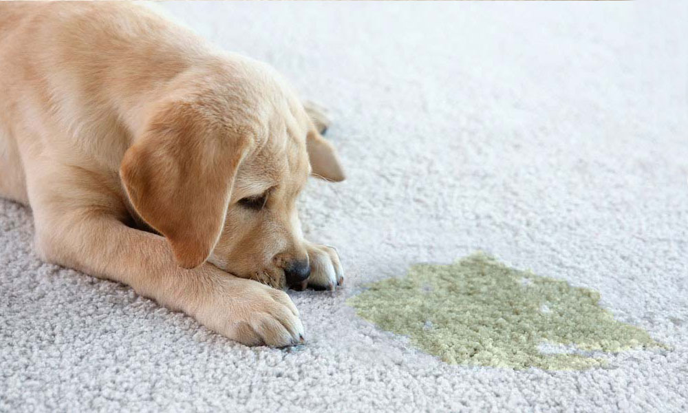 Pet Urine Stain Removal