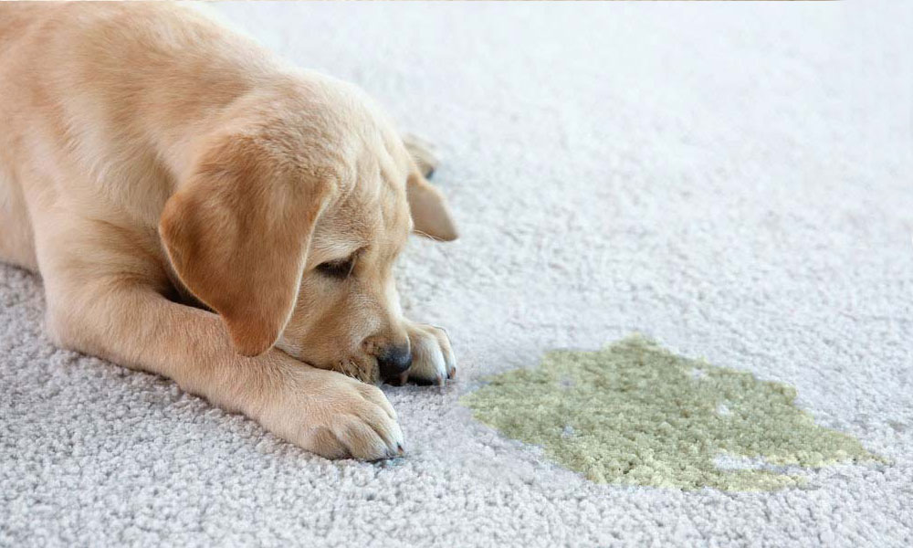 Gurnee Pet Urine Treatment