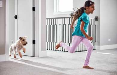 dog chases girl across carpet