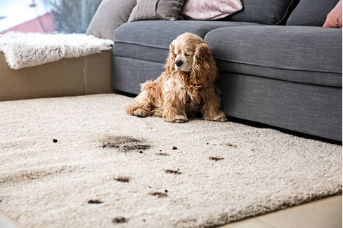 puppy sitting on carpet with muddy paw prints