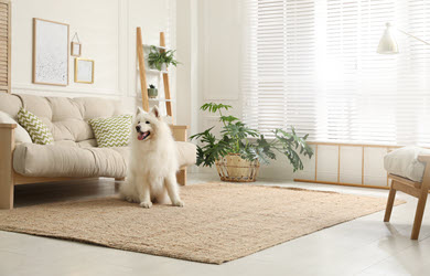 dog sitting on area rug