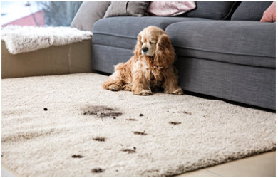 rug cleaning needed after puppy tracks dirt on area rug