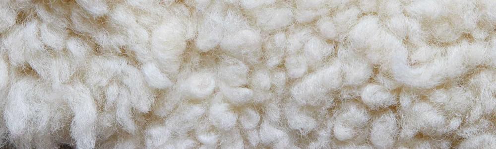 Wool Rug