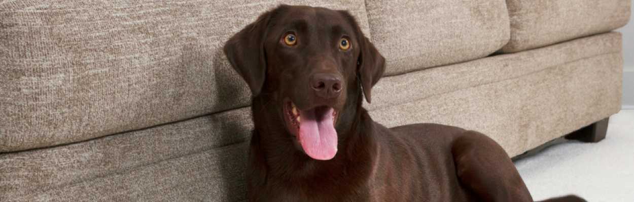 Large brown dog laying next to couch