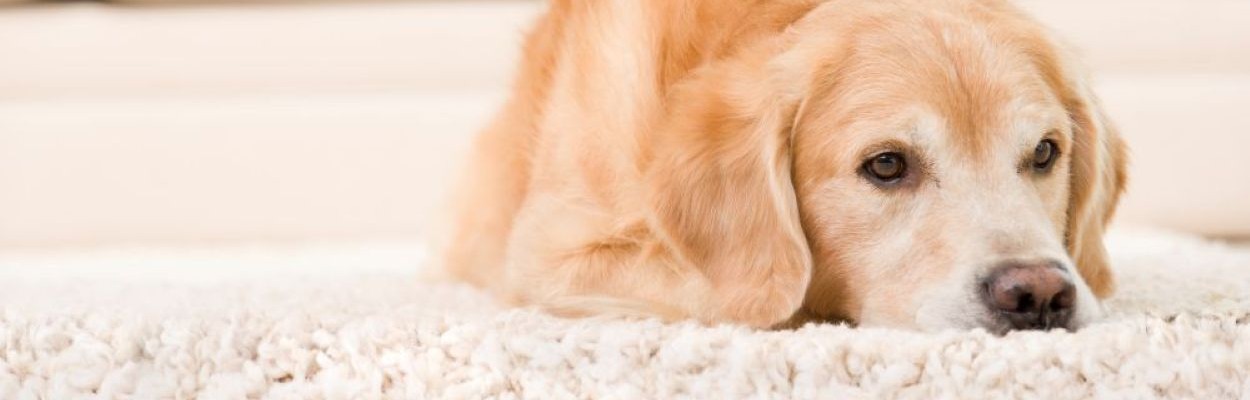 Golden retriever laying down on white carpet
