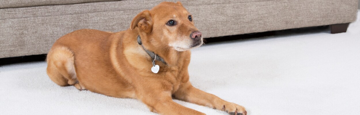 Dog laying on white carpet