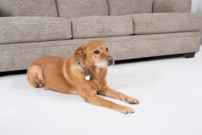Good dog laying on white carpet next to couch