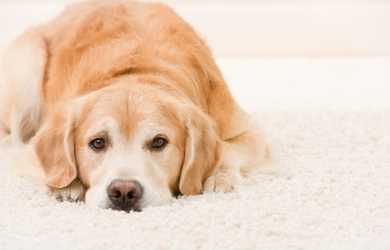 cute dog lying on rug