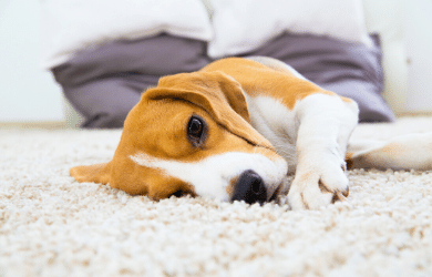 dog laying on carpet