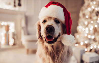 Golden retriever dog wearing a santa hat