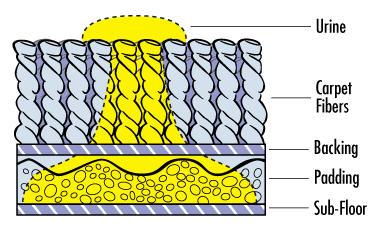 How pet urine spreads in carpet