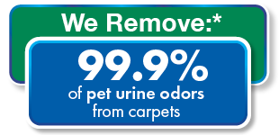 we remove pet odors