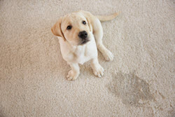 best carpet cleaner for pet messes