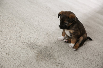 puppy sitting next to urine stain on carpet