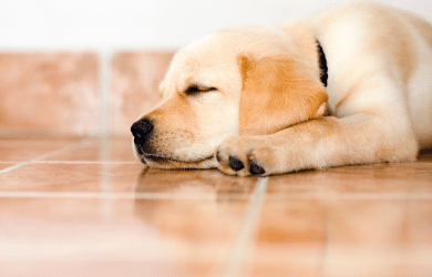 puppy on tile cleaning